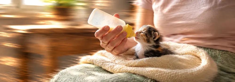 What to feed a kitten by Nuzzy