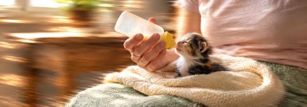 What to feed a kitten by Nuzzy