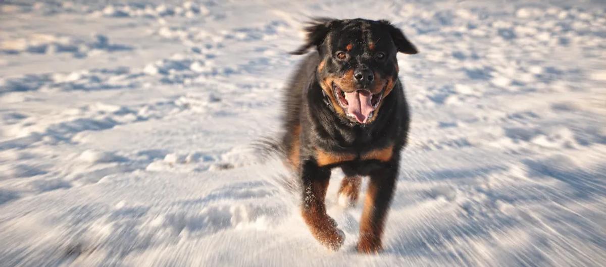 Rottweiler care for pet parents by Nuzzy