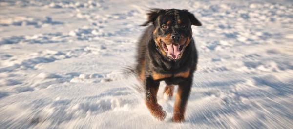 Rottweiler care for pet parents by Nuzzy
