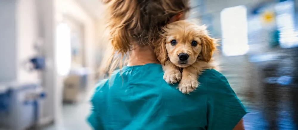 Verified vaccination information for a puppy by Nuzzy
