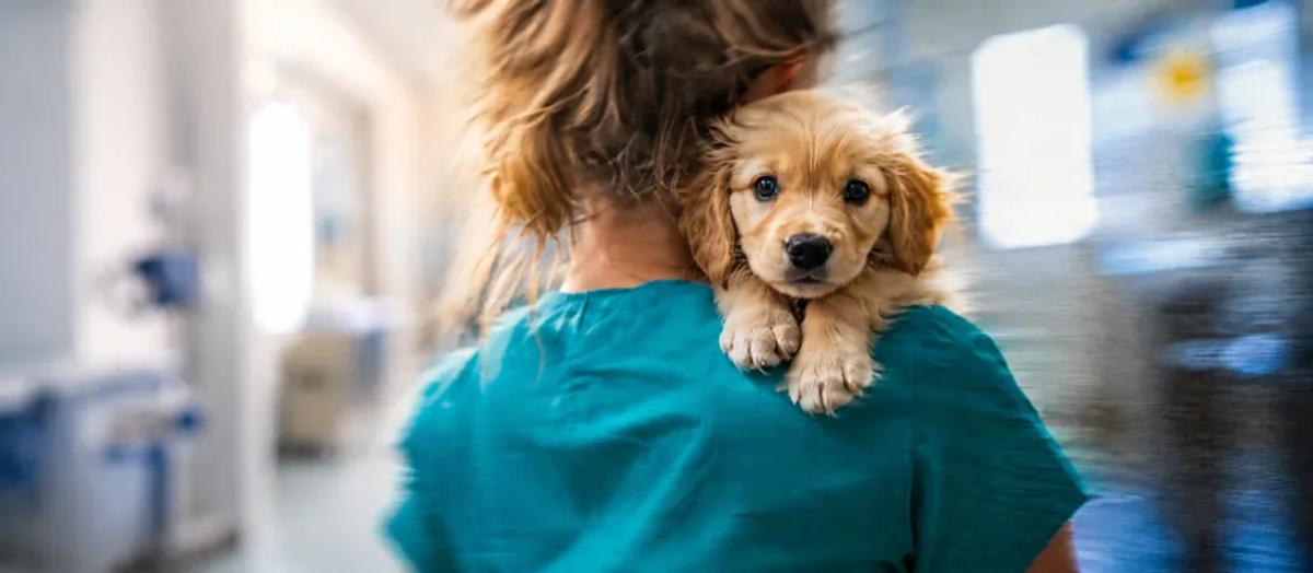 Verified vaccination information for a puppy by Nuzzy