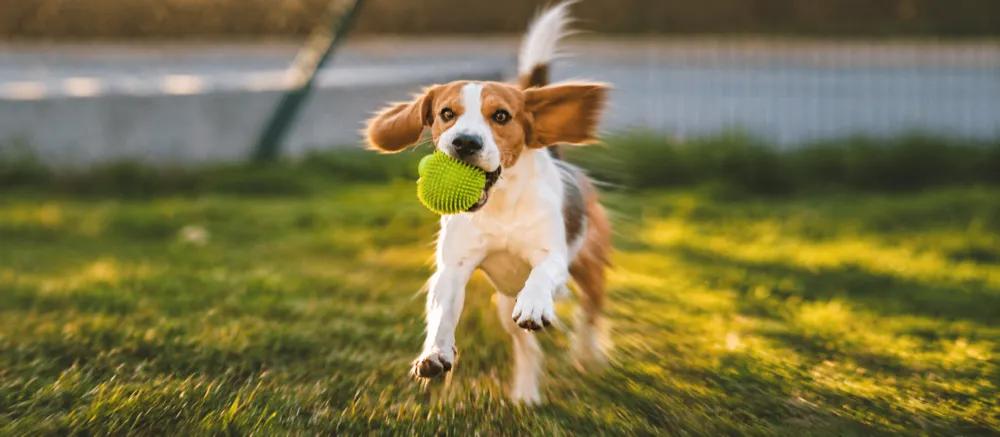 Beagle: Daily care, weight and health priorities by Nuzzy