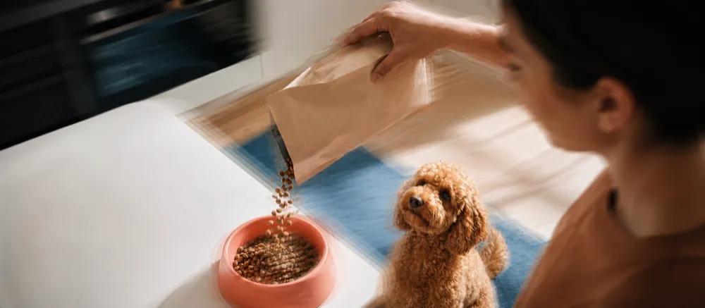 Food toxic to dogs by Nuzzy