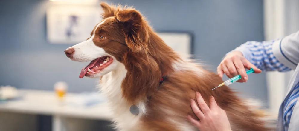 Dog diseases: infectious illnesses and warning signs by Nuzzy