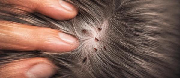 Flea tapeworms in cats by Nuzzy