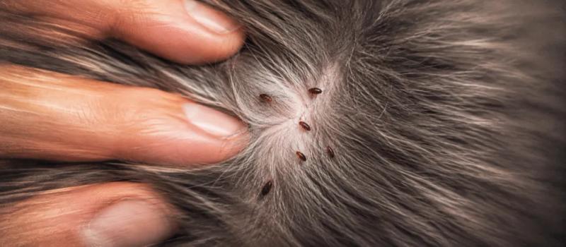 Flea tapeworms in cats by Nuzzy