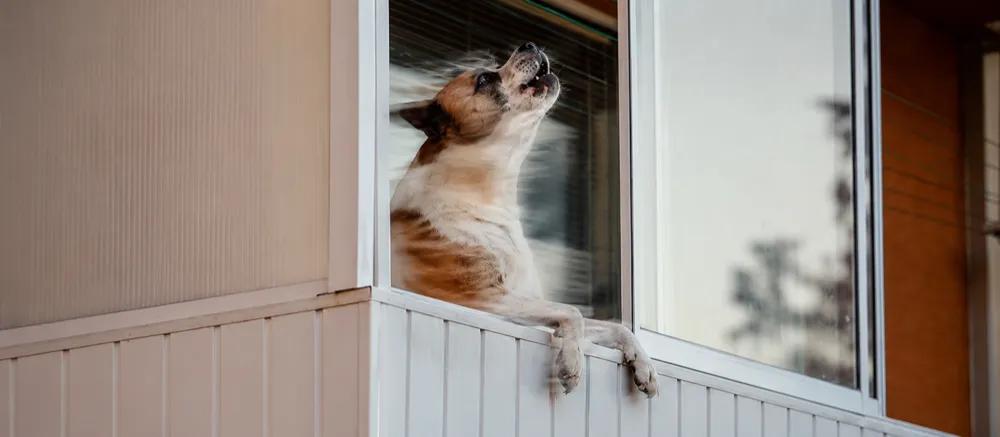 Dog barking in the house guide by Nuzzy 