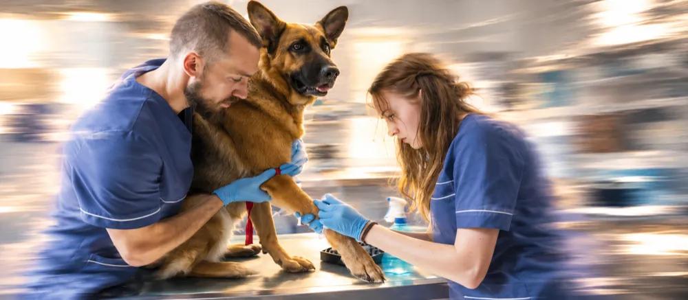 Dog teeth cleaning at the vet by Nuzzy