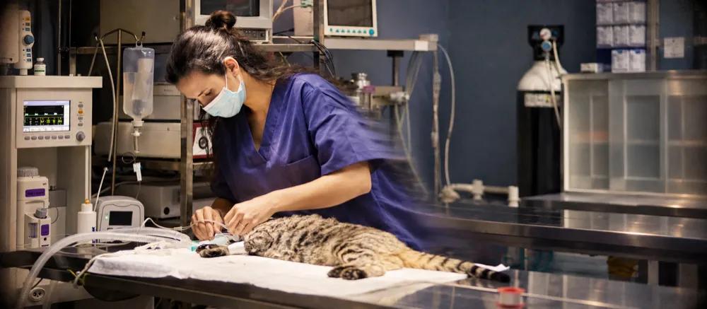 Neutering male cats by Nuzzy