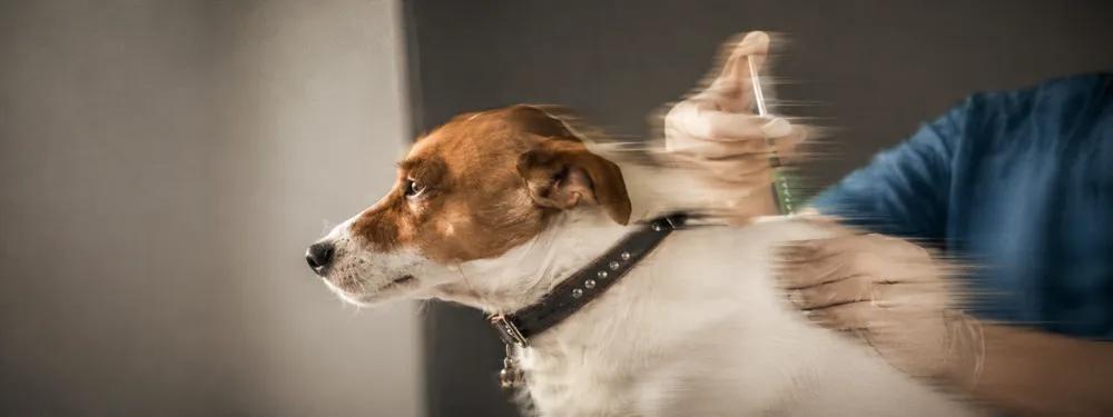 Complete information about dog vaccination in India by Nuzzy