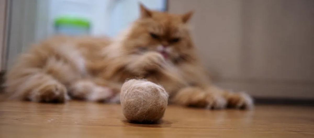 Hairballs in cats by Nuzzy