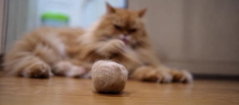 Hairballs in cats by Nuzzy