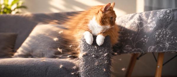 Cats scratching furniture by Nuzzy