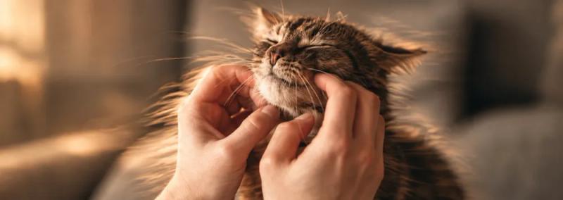 Cat body language by Nuzzy