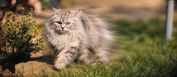 Persian cat: Coat care and health considerations by Nuzzy