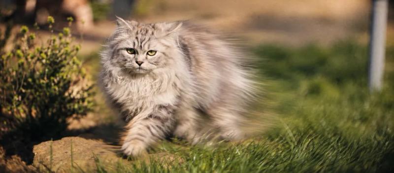 Persian cat: Coat care and health considerations by Nuzzy