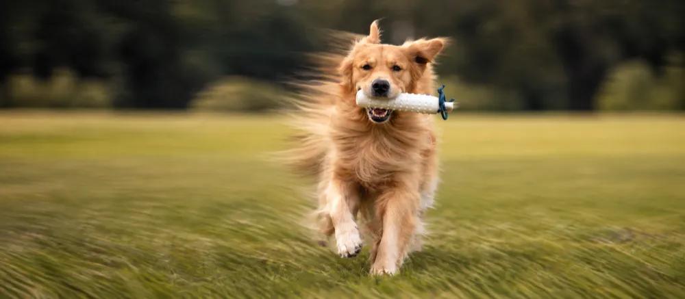 Golden Retriever care for pet parents by Nuzzy