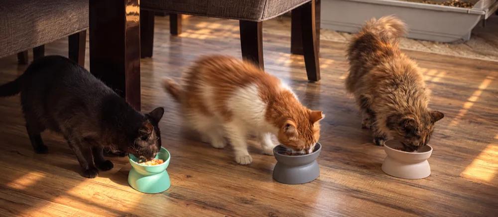 What is cat boarding? by Nuzzy