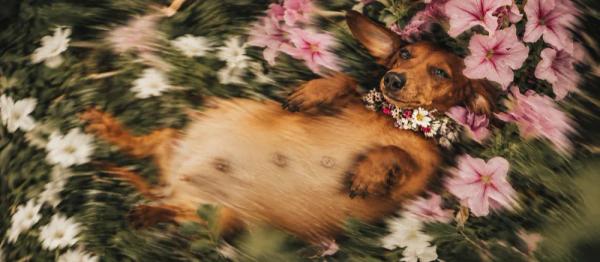 Dog pregnancy period and birth preparation by Nuzzy