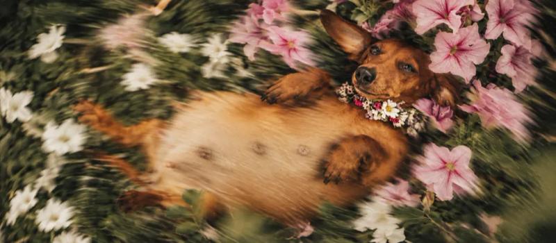Dog pregnancy period and birth preparation by Nuzzy
