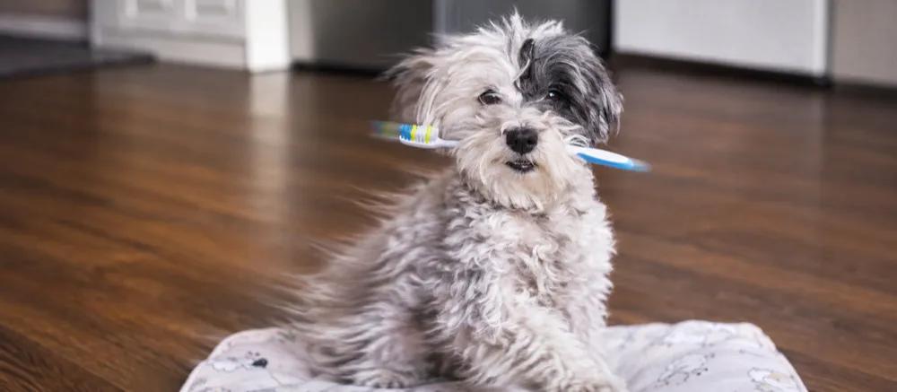Shih Tzu: A practical guide to care and health by Nuzzy