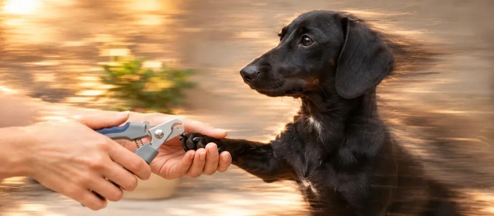 How to cut your dog's nails by Nuzzy