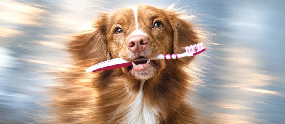 Gum disease in dogs by Nuzzy