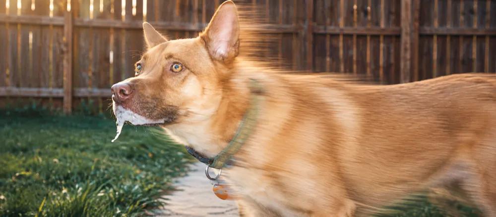 Why is my dog bringing up white foam? by Nuzzy