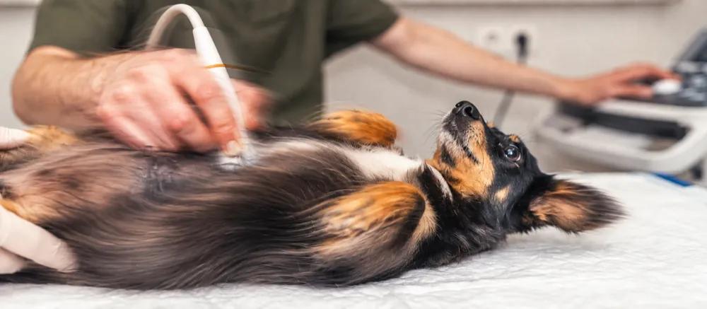 Dog pregnancy period and birth preparation by Nuzzy