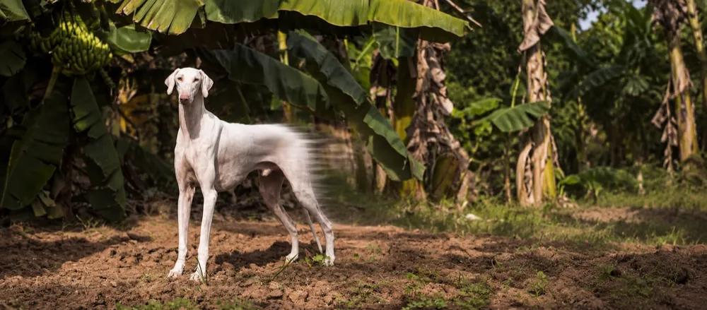 Rajapalayam dog care by Nuzzy