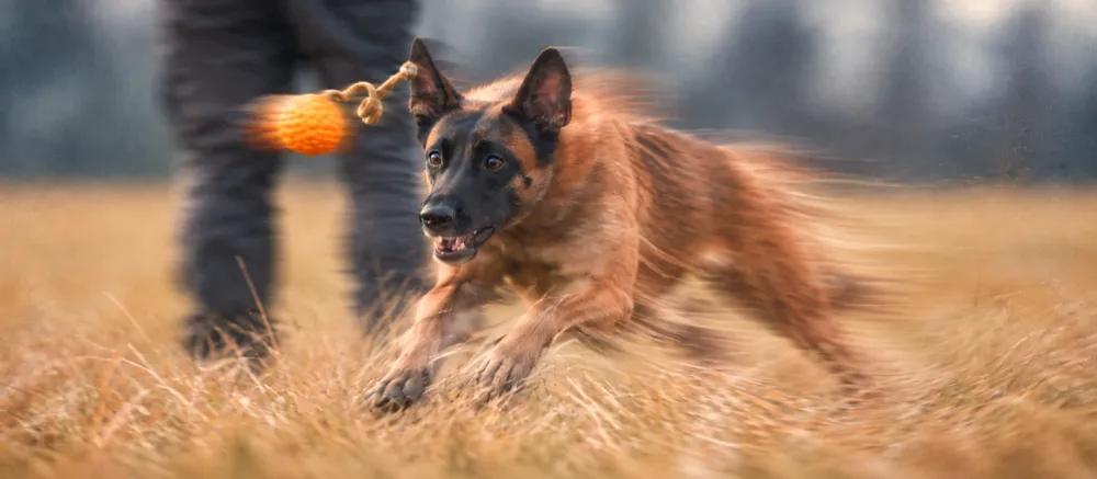 Belgian Malinois care and temperament by Nuzzy