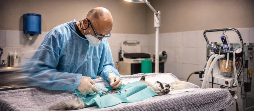 Spaying female cats by Nuzzy