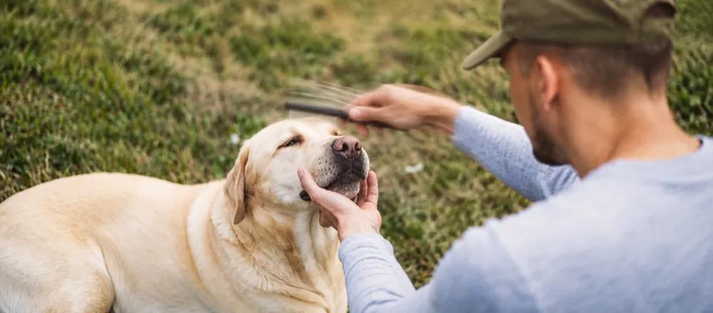 Labrador Retriever care for pet parents by Nuzzy