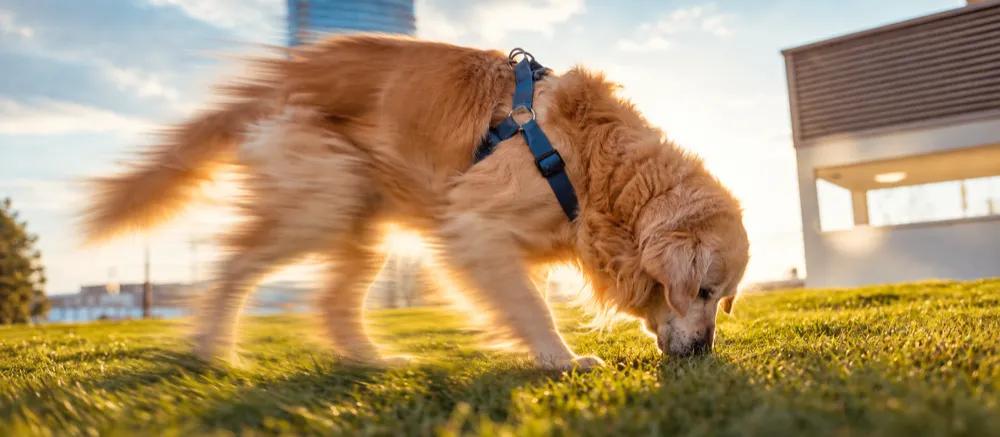 Symptoms of worms in dogs by Nuzzy
