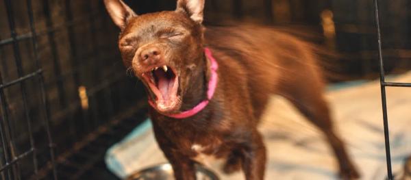 Kennel cough: symptoms and when to contact a vet by Nuzzy