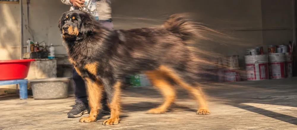 Gaddi dog care by Nuzzy