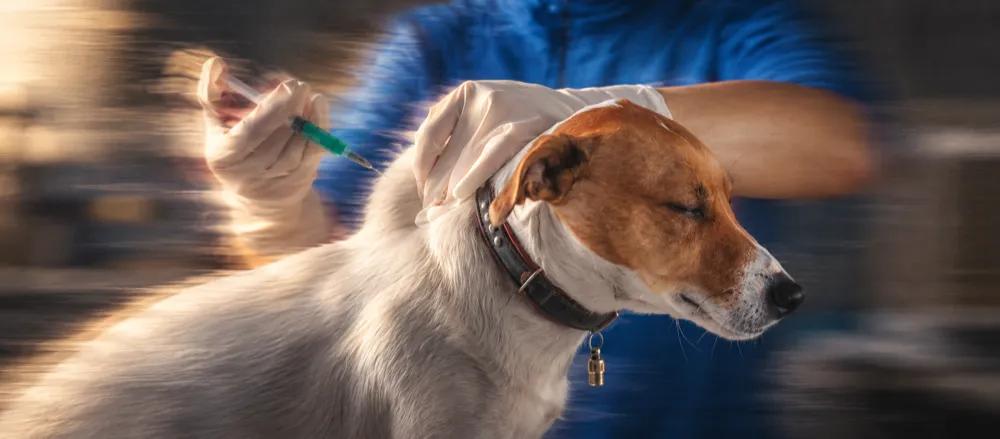Tick fever in dogs: symptoms and diagnosis by Nuzzy