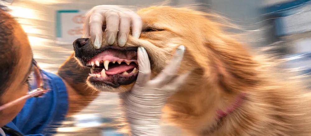 Gum disease in dogs By Nuzzy.