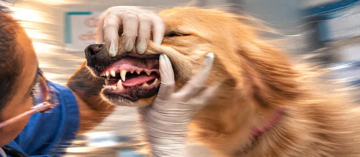 Gum disease in dogs By Nuzzy.