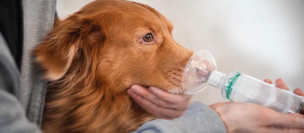 Kennel cough: symptoms and when to contact a vet by Nuzzy