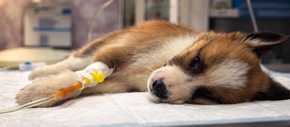 Parvovirus in dogs: symptoms, tests and care by Nuzzy