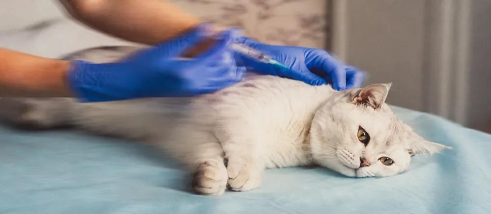 Rabies vaccine for cats by Nuzzy