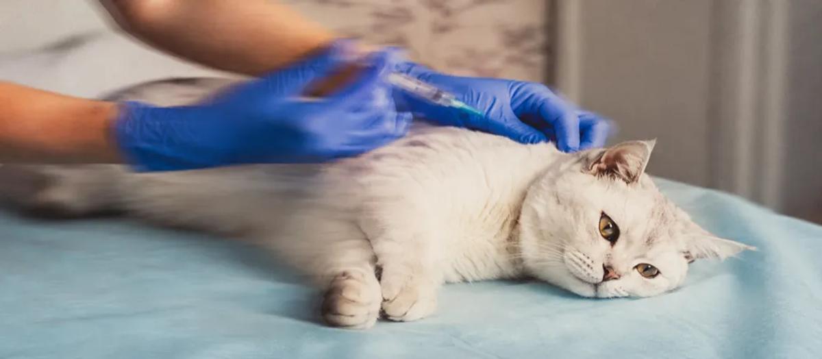 Rabies vaccine for cats by Nuzzy 