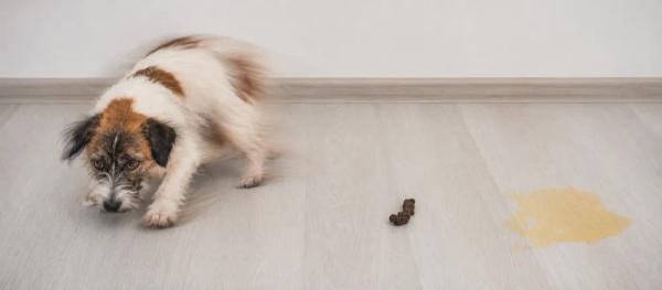 Symptoms of worms in dogs by Nuzzy