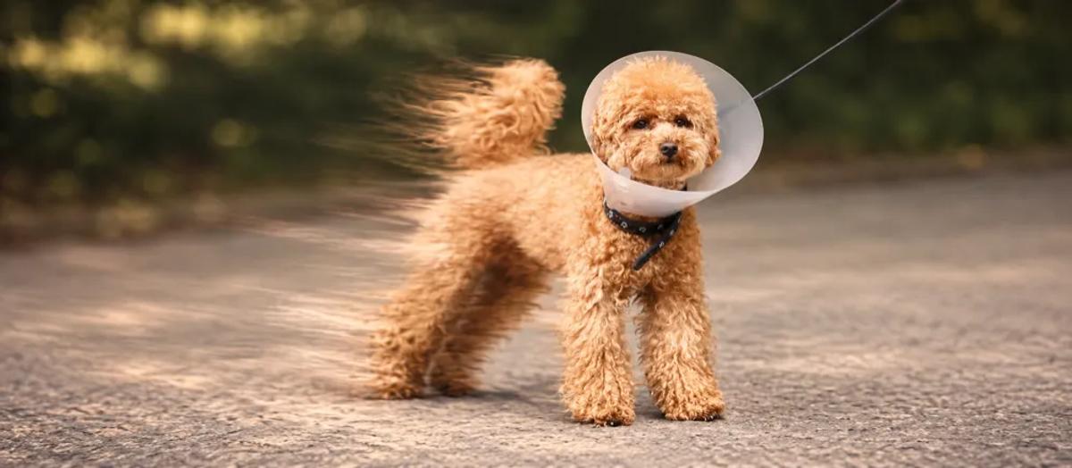 Spaying and neutering explained by Nuzzy