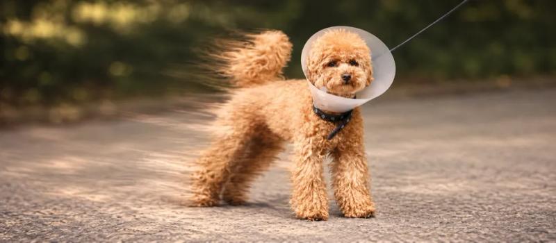 Spaying and neutering explained by Nuzzy