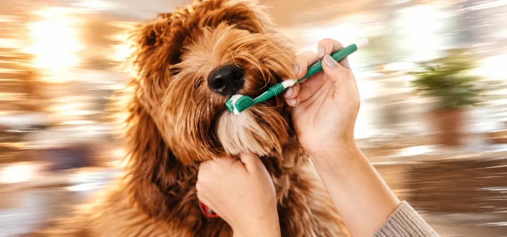How to brush your dog's teeth by Nuzzy