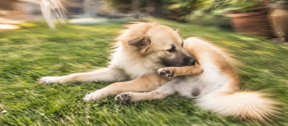 Ticks on dogs in India by Nuzzy