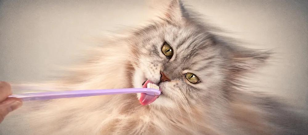 Persian cat: Coat care and health considerations by Nuzzy